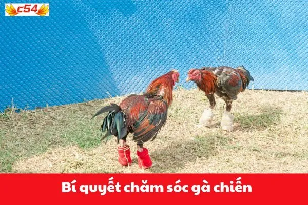Bí Quyết Chọn Gà Chiến Hiệu Quả c54 3 Bí quyết chăm sóc gà chiến