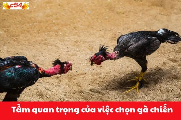 Bí Quyết Chọn Gà Chiến Hiệu Quả c54 2 Tầm quan trọng của việc chọn gà chiến